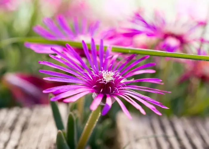 Belliloire, A La Campagne