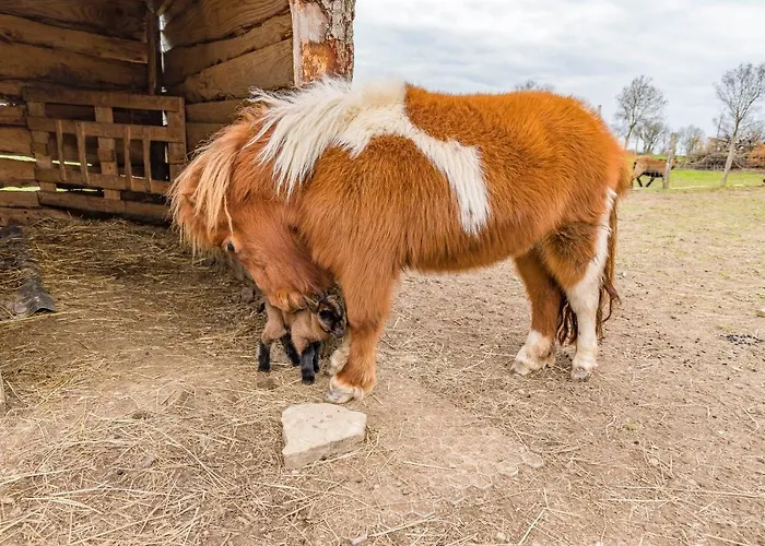 Belliloire, A La Campagne Pensión