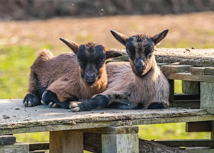 Pensión Belliloire, A La Campagne Belligné